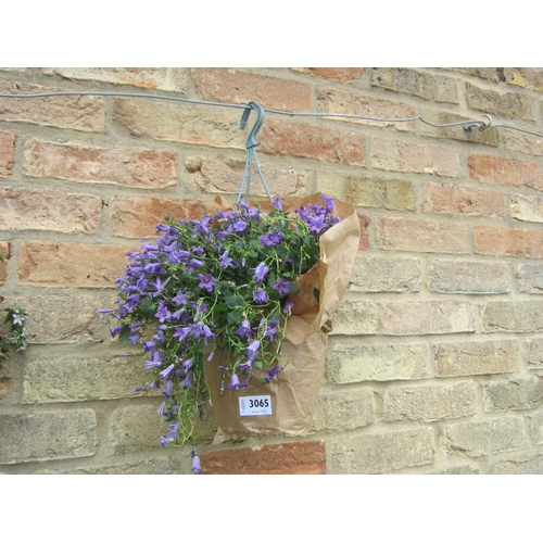 3065 - Campanula basket