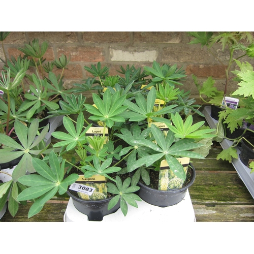 3083 - 8 Yellow Lupin