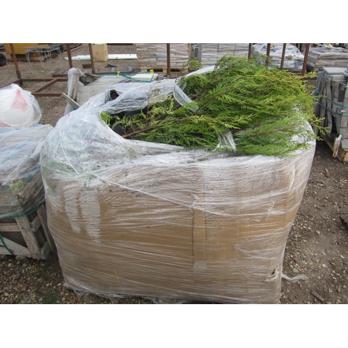 3632 - Pallet of green Leylandii (approx. 100)