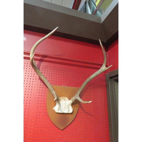 4074 - A set of antlers mounted on mahogany shield