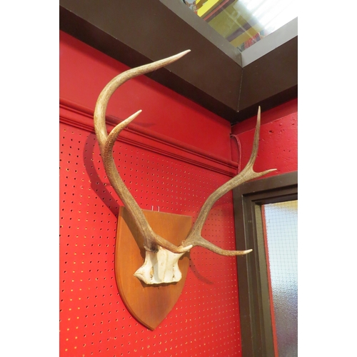 4074 - A set of antlers mounted on mahogany shield