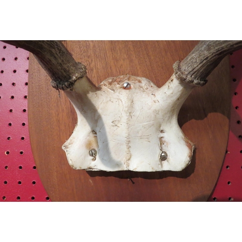 4074 - A set of antlers mounted on mahogany shield