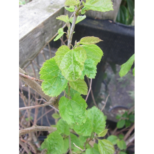 3008 - A Mulberry Tree