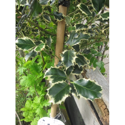 3017 - A standard variegated Holly