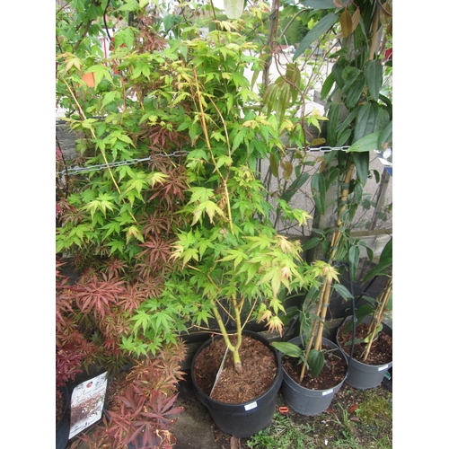 3026 - A Japanese Acer 