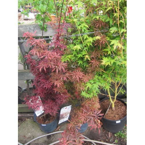 3027 - A Japanese Acer 