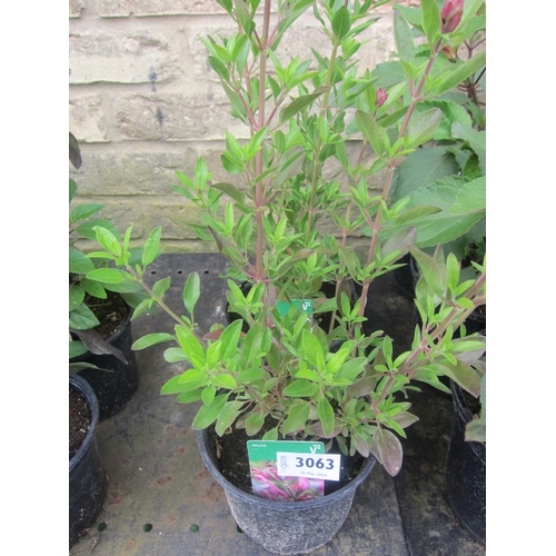 3063 - 2 Salvia 