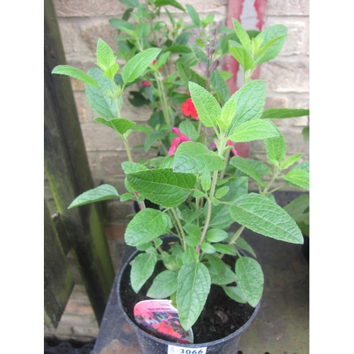 3066 - 3 Salvia 