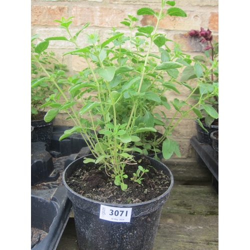 3071 - 3 Salvia 