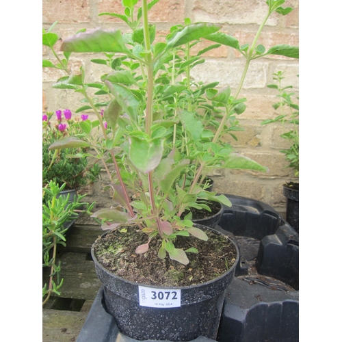 3072 - 3 Salvia 