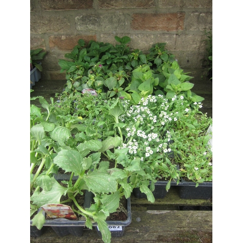 3082 - 40 mixed bedding plants