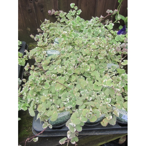 3089 - 16 Nepeta