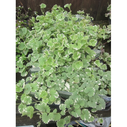 3090 - 16 Nepeta