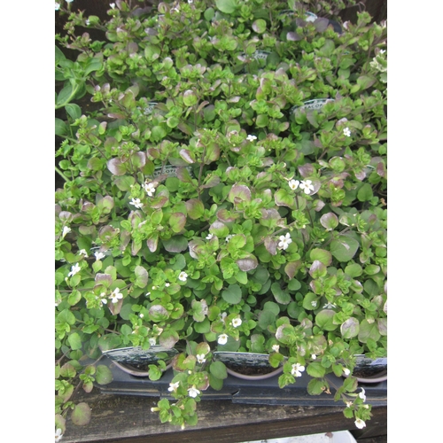 3091 - 18 Bacopa