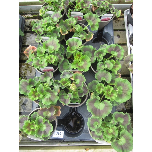 3101 - 13 Zonal Geranium 