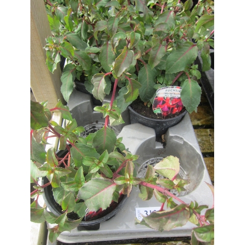 3104 - 6 hardy Fuchsia 