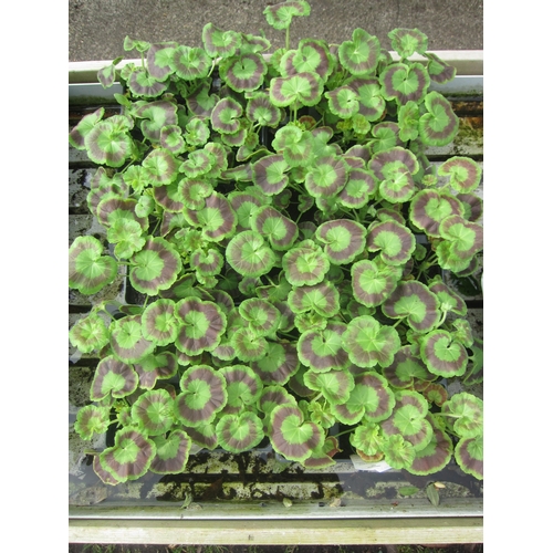 3110 - 36 red bedding Geranium