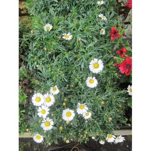 3112 - 10 Marguerite Daisy