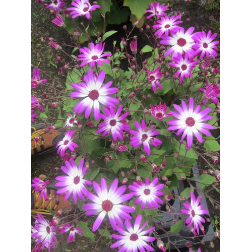 3117 - 4 Senetti 