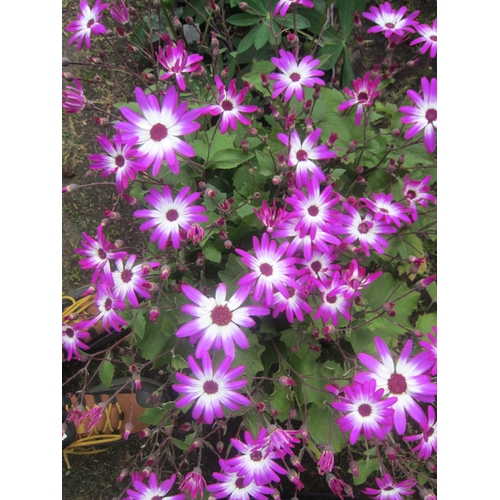 3118 - 4 Senetti 