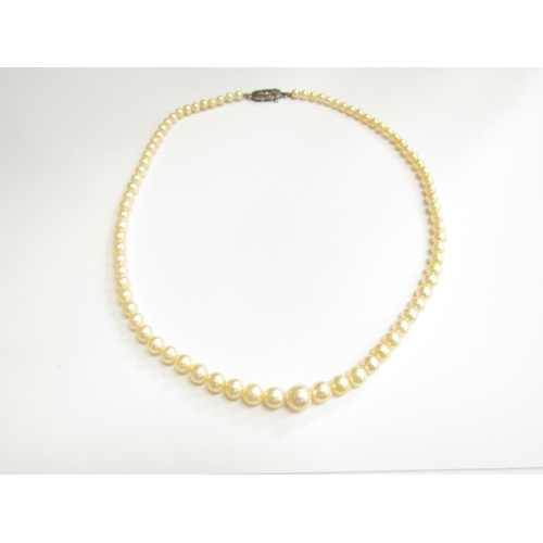 9126 - A single strand graduated pearl necklace, 44cm long, not marked in a Mikimoto box