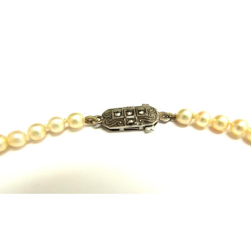 9126 - A single strand graduated pearl necklace, 44cm long, not marked in a Mikimoto box