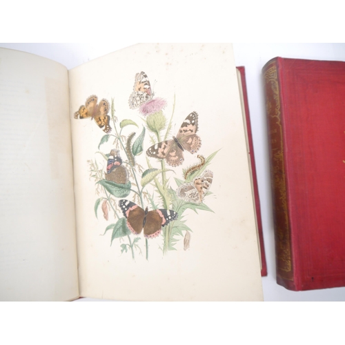 9398 - (Butterflies & Moths, Lepidoptera.) John Obadiah Westwood & Henry Noel Humphreys: 'British Butterfli... 