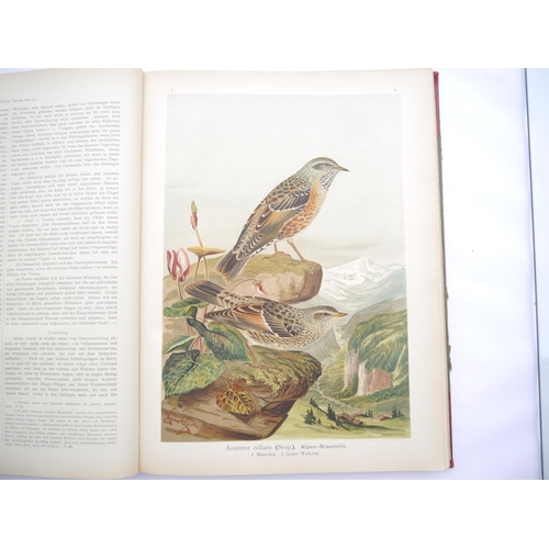 9376 - (Ornithology, J.G. Keulemans.) Johann Andreas Naumann; Carl Richard Hennicke & others (ed.): 'Naturg... 