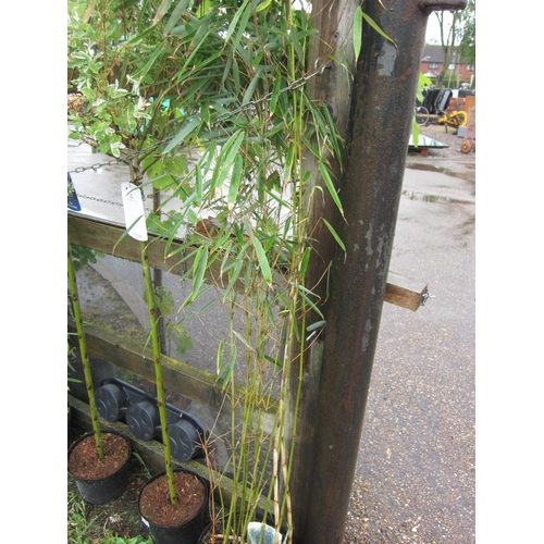 3014 - A Bamboo 