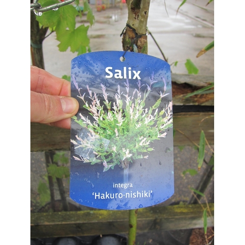 3015 - A Salix 