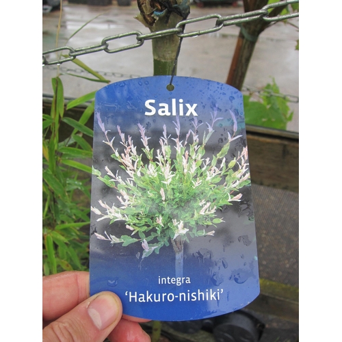 3016 - A Salix 