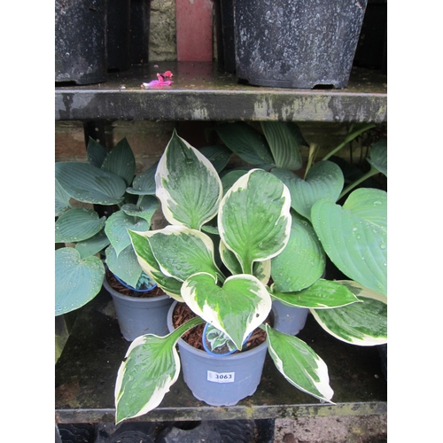 3063 - 3 mixed Hosta