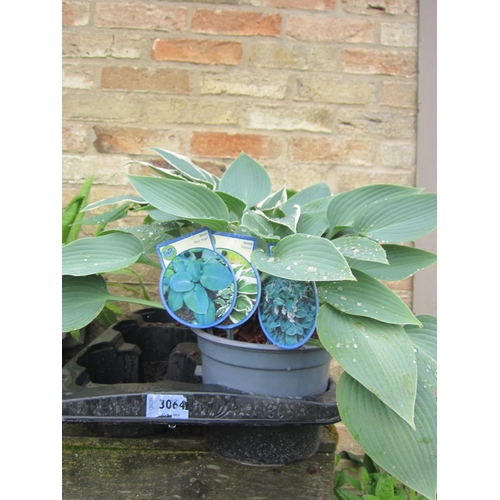 3064 - 3 mixed Hosta