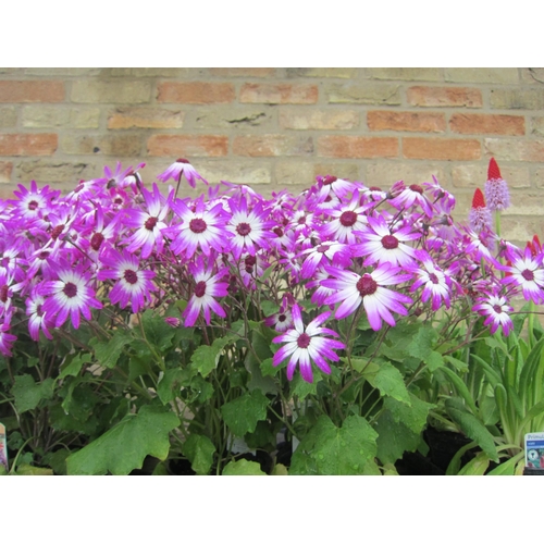 3067 - 4 Senetti 