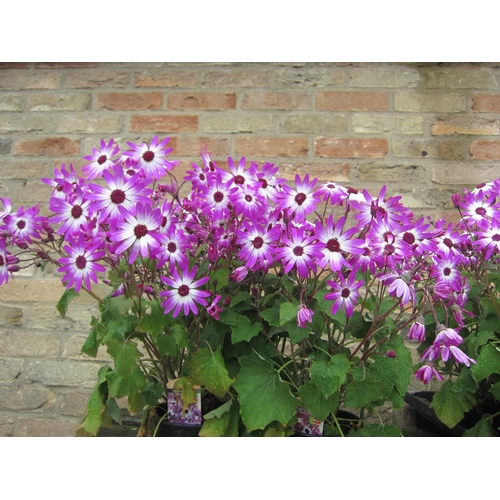 3069 - 4 Senetti 