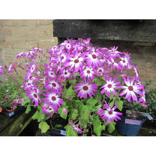 3070 - 4 Senetti 