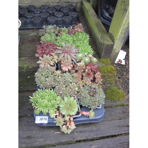 3078 - 18 Sedum