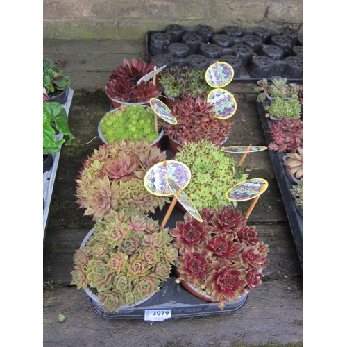 3079 - 8 Sempervivum