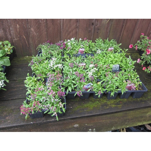 3084 - A quantity of Alyssum