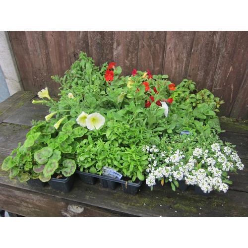 3085 - A quantity of mixed Bedding Plants