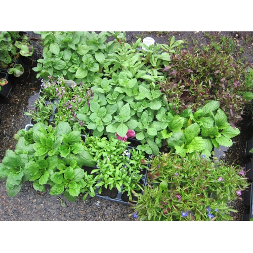 3087 - A quantity of mixed Bedding Plants