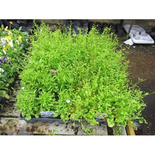 3092 - 36 white trailing Lobelia