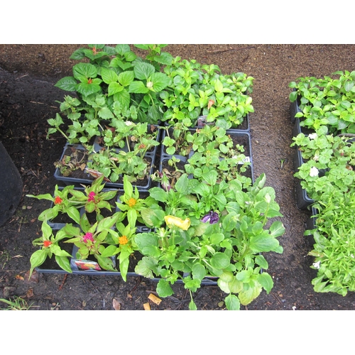 3101 - 36 mixed Bedding Plants