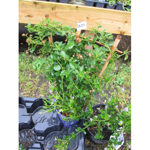 3125 - A Ceanothus on frame