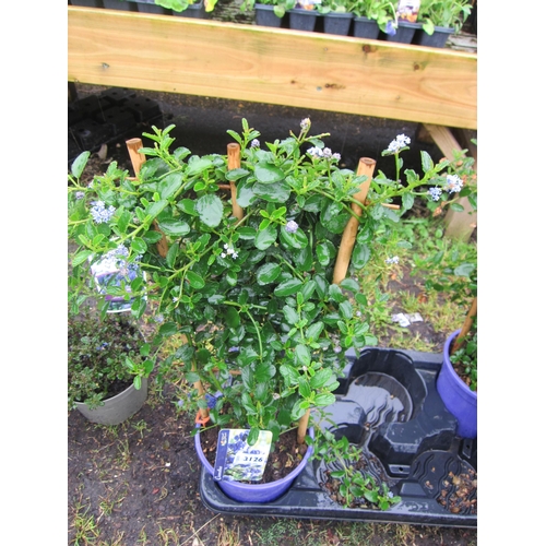 3126 - A Ceanothus on frame