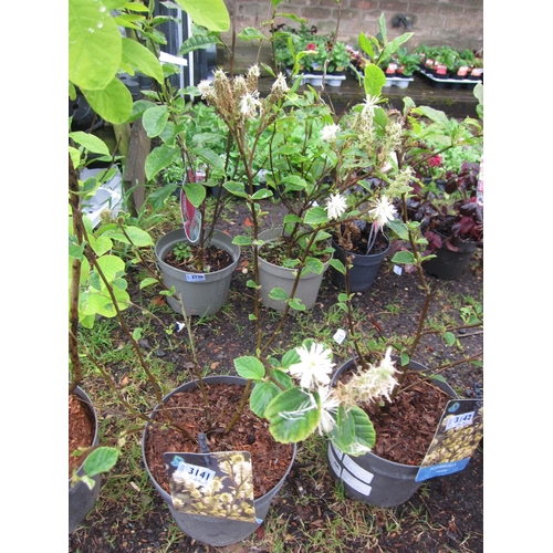 3141 - A Fothergilla Major