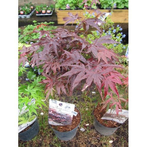 3150 - A Japanese Acer 