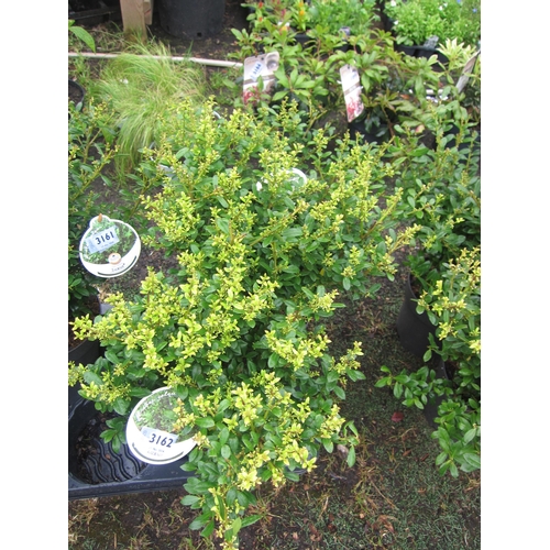 3162 - 2 Ilex Crenata 