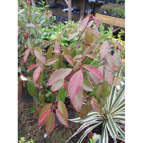 3172 - A Photinia 