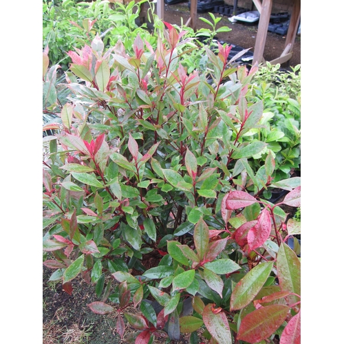 3173 - A Photinia 